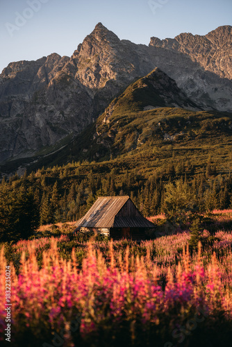 Fototapeta Naklejka Na Ścianę i Meble -  Fireweed flowering in the Tatras at sunrise in August, adding vivid pink tones to the mountain landscape.