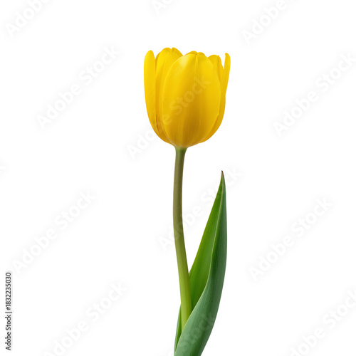 Bright Yellow Tulip Standing Tall Against a White Background in Springtime Di...
