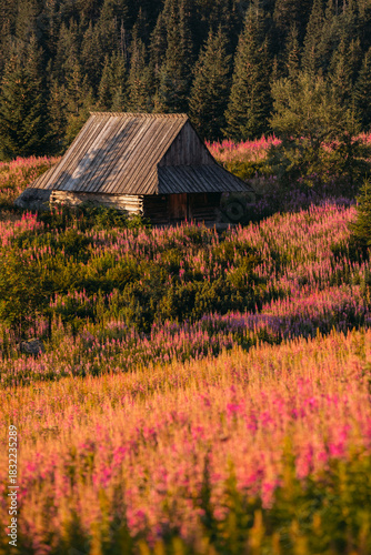 Fototapeta Naklejka Na Ścianę i Meble -  Fireweed flowering in the Tatras at sunrise in August, adding vivid pink tones to the mountain landscape.
