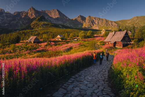 Fototapeta Naklejka Na Ścianę i Meble -  Fireweed flowering in the Tatras at sunrise in August, adding vivid pink tones to the mountain landscape.