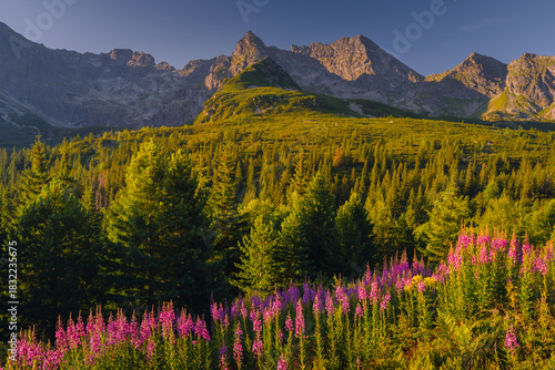 Fototapeta Naklejka Na Ścianę i Meble -  Fireweed flowering in the Tatras at sunrise in August, adding vivid pink tones to the mountain landscape.