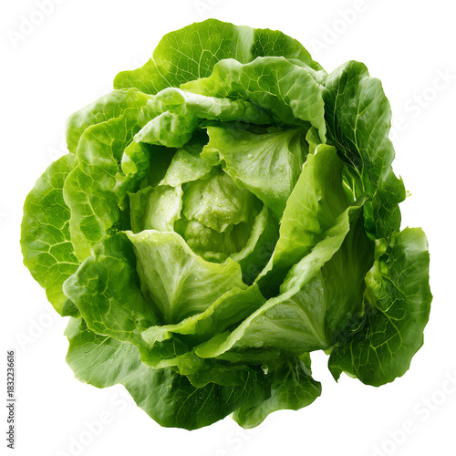 Fresh Green Lettuce Head Ready for Harvest in a Bright and Sunny Kitchen