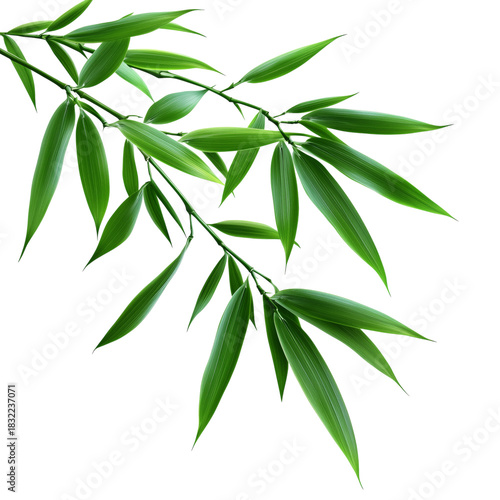 Green Bamboo Stalks Reaching Towards the Sky in Bright Daylight, Symbolizing ...