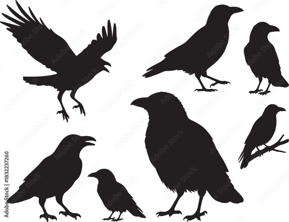 Obraz premium Crow Silhouette