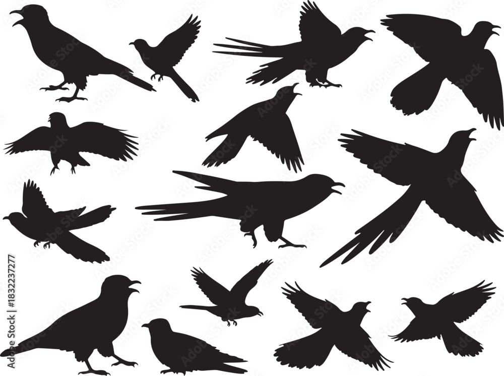 Obraz premium Cuckoo Bird Silhouette