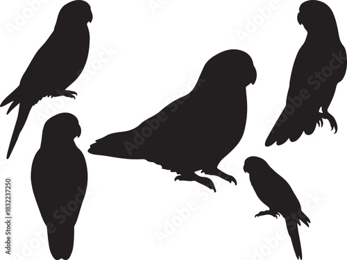 Crimson Rosella Silhouette