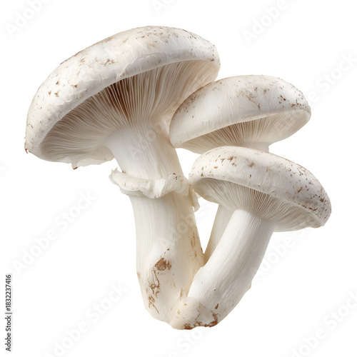 Mushrooms Growing Naturally in a Forest Setting Under Soft Light During the M...
