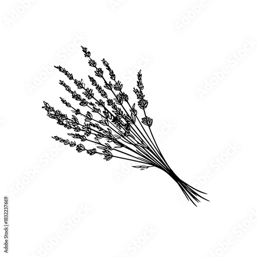 A simple black and white drawing of a bundle of lavender stems tied together at the bottom end point