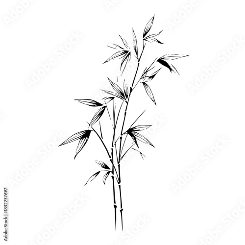 Elegant black and white drawing of bamboo stalks with leaves in a minimalist style on a white background