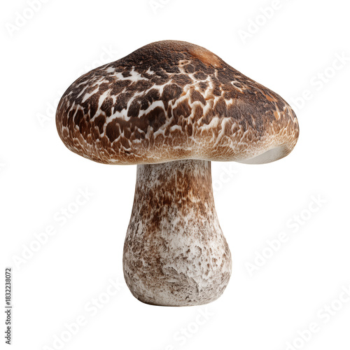 Beautifully Patterned Shiitake Mushroom Showcasing Earthy Tones and Unique Te...