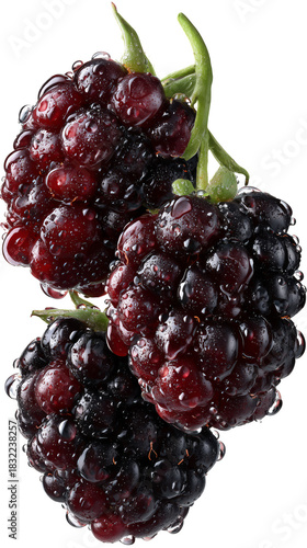 Bright Yellow Mimosa Flowers With Green Leaves on a White Background Showcasi...