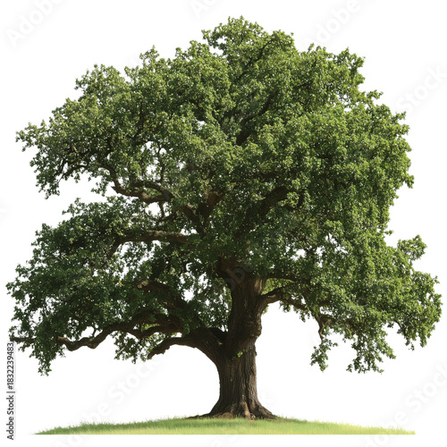 Large Green Tree Standing Alone on a Grassy Hill Under Bright Sunlight in Spr...
