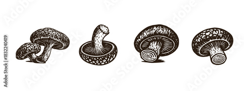 Black and white vector of shiitake mushroom in vintage linocut style. Ideal for food packaging, botanical prints, restaurant branding, and culinary-themed design. Scalable for print and digital use.