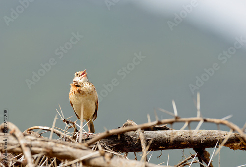 Rufus-naped Lark (Mirafra africana)