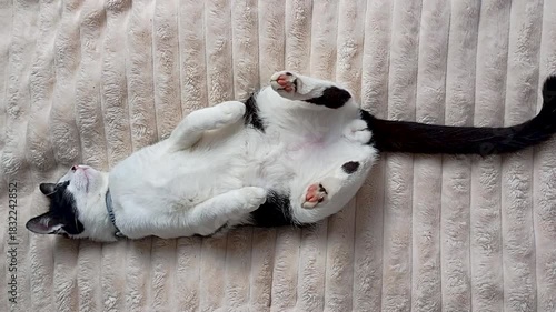 Playful black-and-white cat lies on its back on a soft beige blanket, stretching paws upward and relaxing comfortably, creating a cute, calm, cozy domestic scene