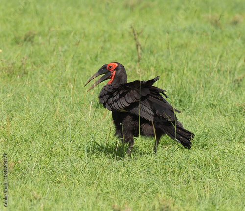 Southern Ground Hornbill