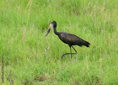 Open-billed Stork (Anastomus lamelligerus)
