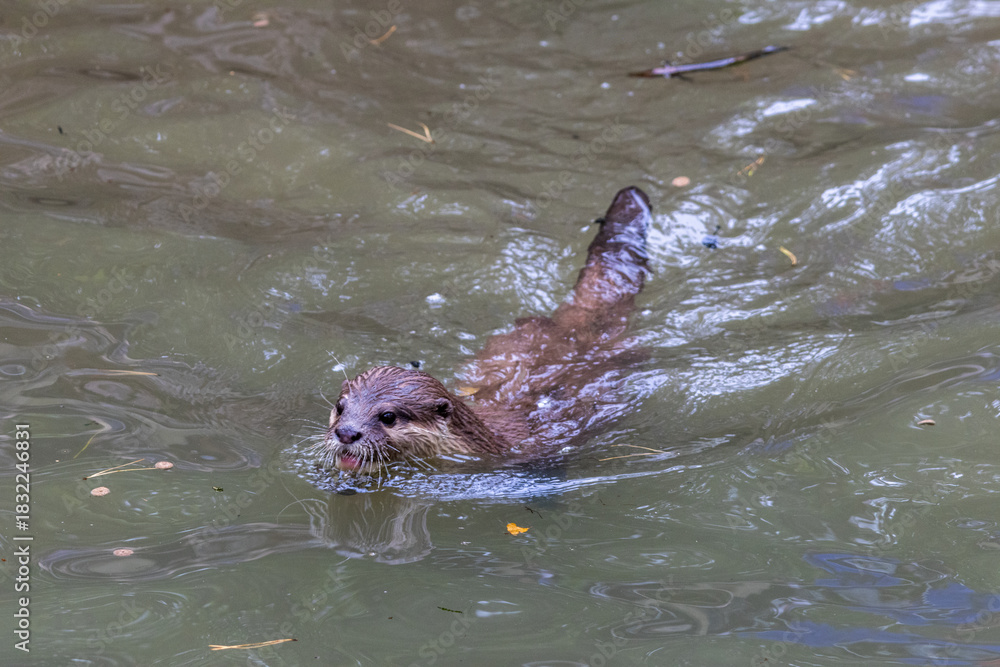 Fototapeta premium Loutre cendrée