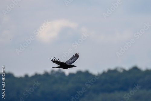 A common raven flies across the blue sky, perpendicular to the camera lens, on a sunny summer evening.