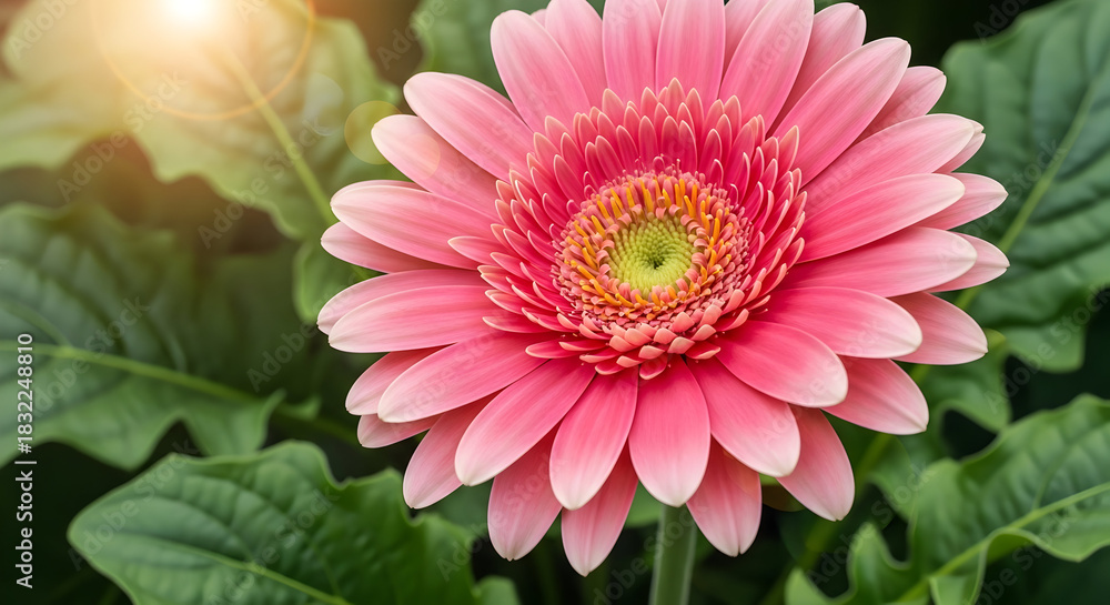 Fototapeta premium Radiant Pink Gerbera