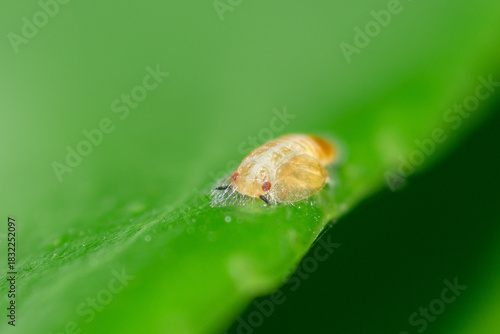 Selective focus on an Asian Citrus Psyllid nymph, Diaphorina Citri