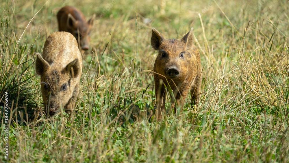 Fototapeta premium Small wild boar cubs run in grass. Wild animals in their natural habitat