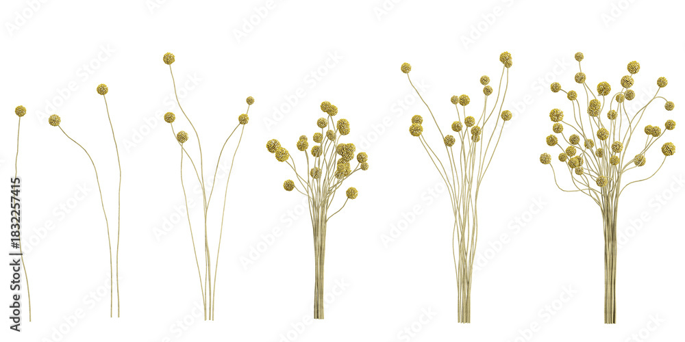 Obraz premium Collection of Craspedia plants on transparent background