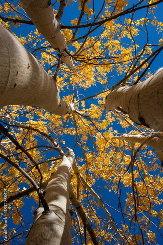 Aspen trees in fall time