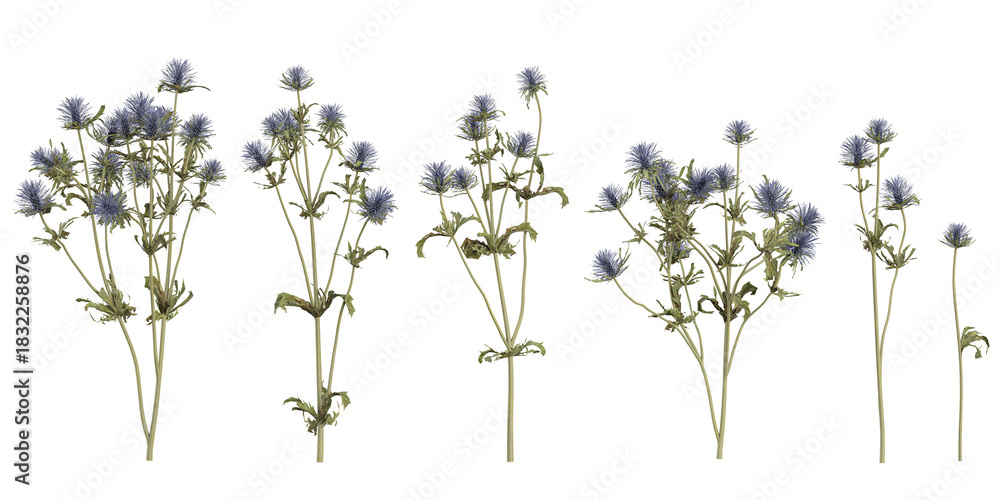 Naklejka premium Collection of Eryngium plants on transparent background