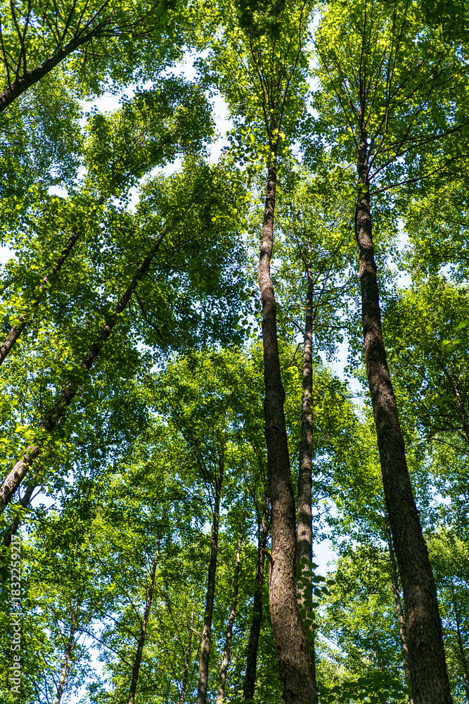Fototapeta premium Green trees in the forest, Bialowieza Forest, Poland
