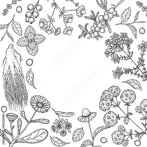 Herbal Tea vector drawing illustration. Herbal tea ingredients. Healthy food and drink . Vector drawing sketch collection. Engraved style.