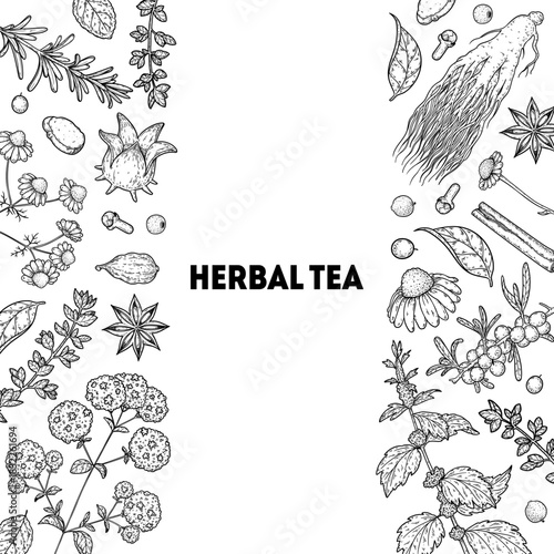 Herbal Tea vector drawing illustration. Herbal tea ingredients. Healthy food and drink . Vector drawing sketch collection. Engraved style.