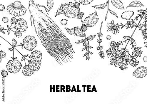 Herbal Tea vector drawing illustration. Herbal tea ingredients. Healthy food and drink . Vector drawing sketch collection. Engraved style.