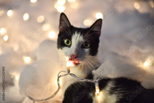 Cat with Christmas lights 