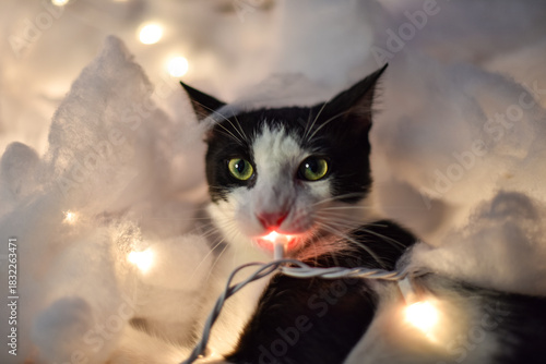 Cat with Christmas lights 