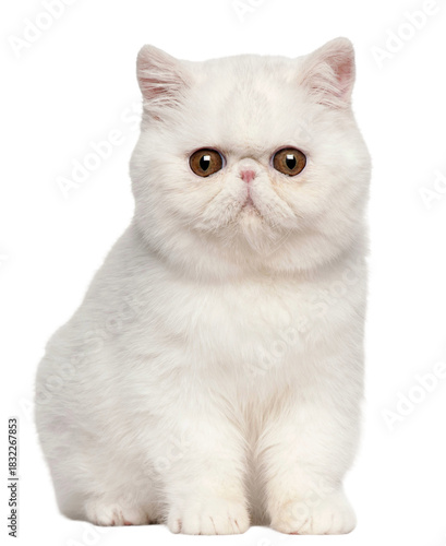 Foto Adorable cat white exotic shorthair cat sitting and looking forward transparent