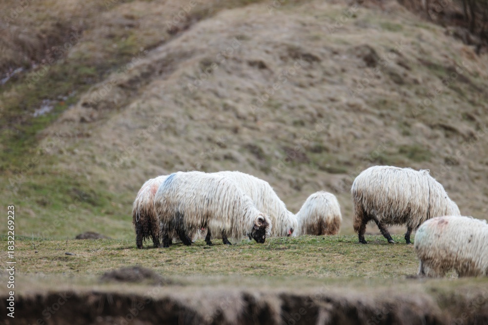 Obraz premium A peaceful scene unfolds as fluffy sheep graze in a vibrant green meadow. Gentle hills rise in the background under a bright sky, evoking a sense of tranquility and nature's beauty