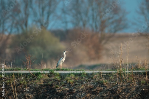 A heron quietly surveys its surroundings while perched on a low path by a peaceful lake. The sun sets, casting a warm glow over the landscape as nature awakens in spring