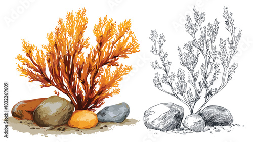 Vibrant Seaweed and Coral Painting with Plants - Marine Life Artwork for Design