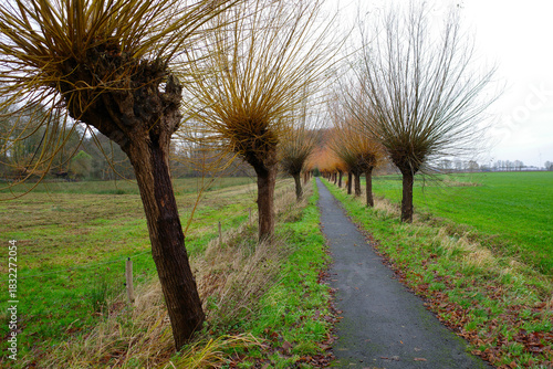 Pollard willows (Salix species) line a narrow, paved path through a rural landscape. Each tree displays a distinctive crown of trimmed branches, typical of pollarding