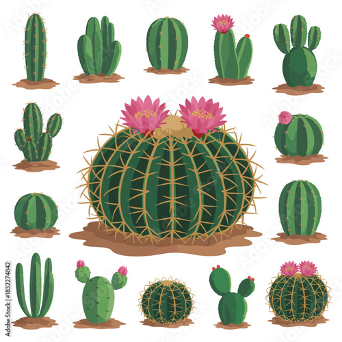 Set of cactus and cactus fruits collection on white background