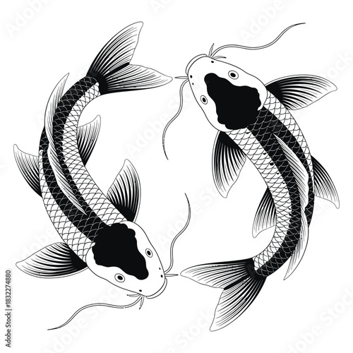 Tropical aquarium fish swimming underwater on a black background