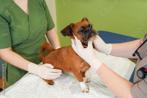 Veterinary professionals in gloves assess the health of a Petit Brabancon during an examination. The dog receives attentive care in a clean clinic setting focused on its well-being