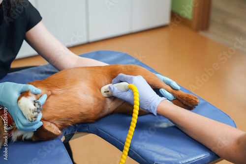A veterinarian and assistant conduct an ultrasound on a dog's paw to evaluate for injury or illness. The furry mongrel is being examined in a clean clinic setting