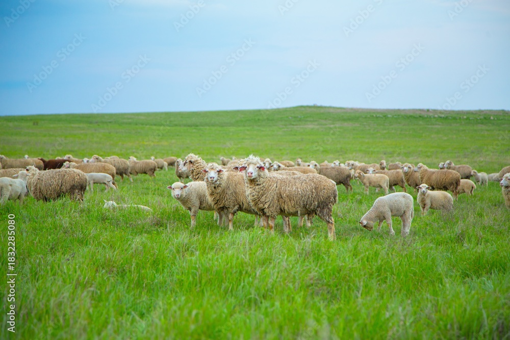 Obraz premium The sheep grazing and walking on green grass .