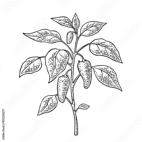 Branch of jalapeno plant with leaf and pepper. Vintage vector engraving black illustration isolated on white
