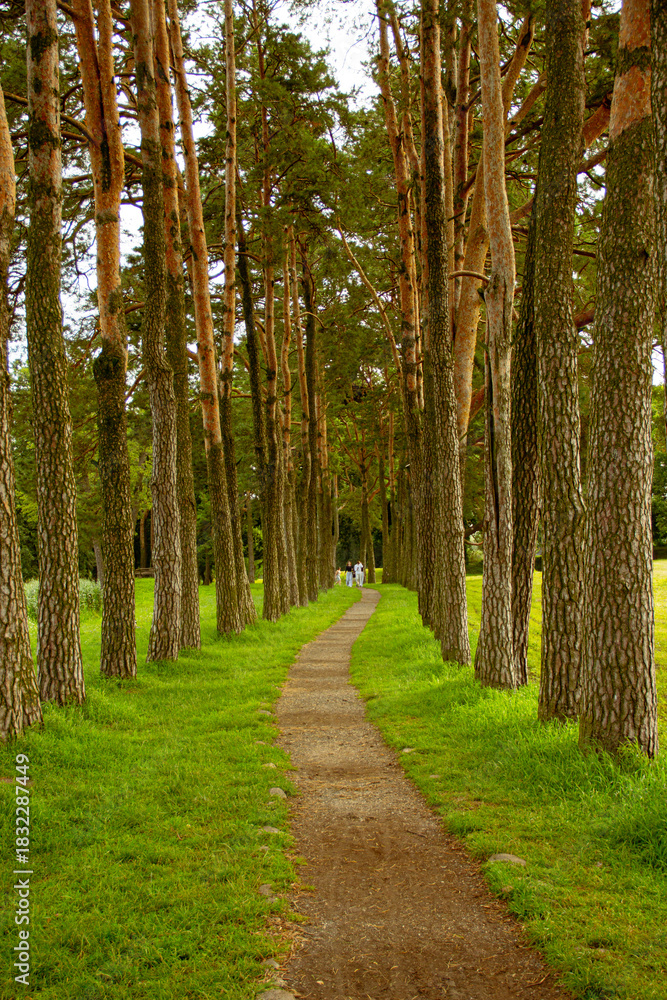 Fototapeta premium Forest Pathway Through Tall Pine Trees in Belarus