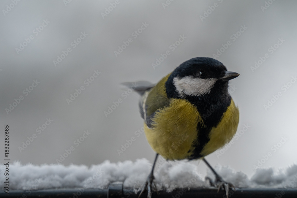 Naklejka premium Winter Portrait of a Great Tit (Parus major) Perched on a Snowy Ledge
