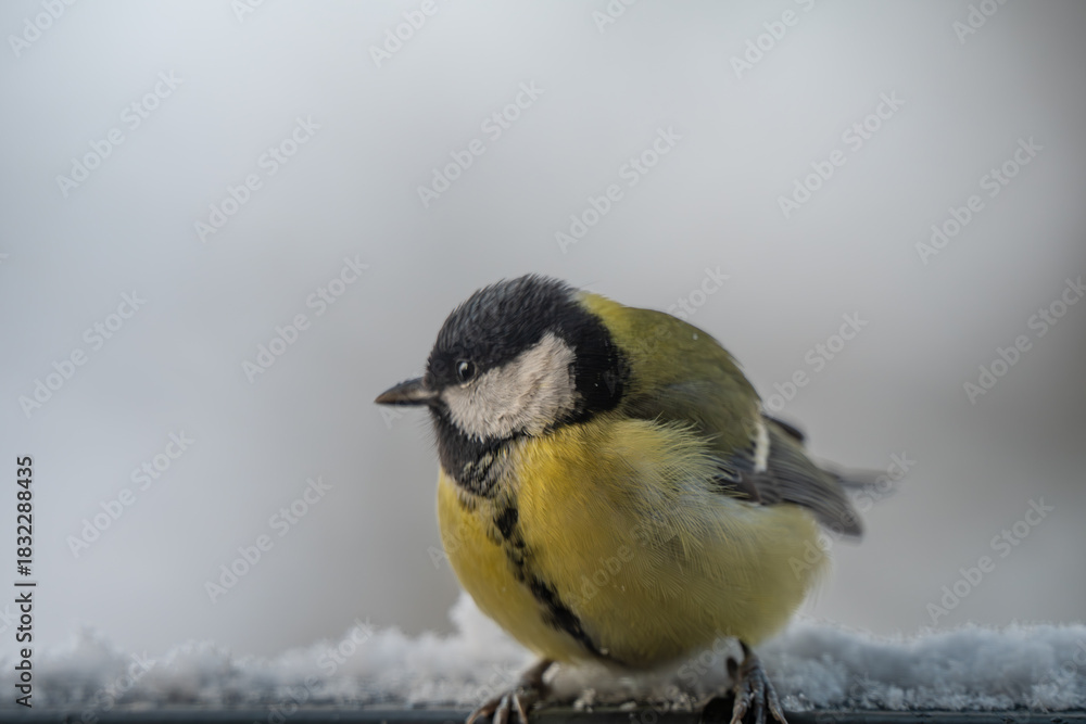 Obraz premium Winter Portrait of a Great Tit (Parus major) Perched on a Snowy Ledge