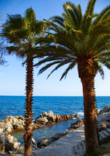 Views of two palm trees in EmpordÃ , Costa Brava, Girona, Spain